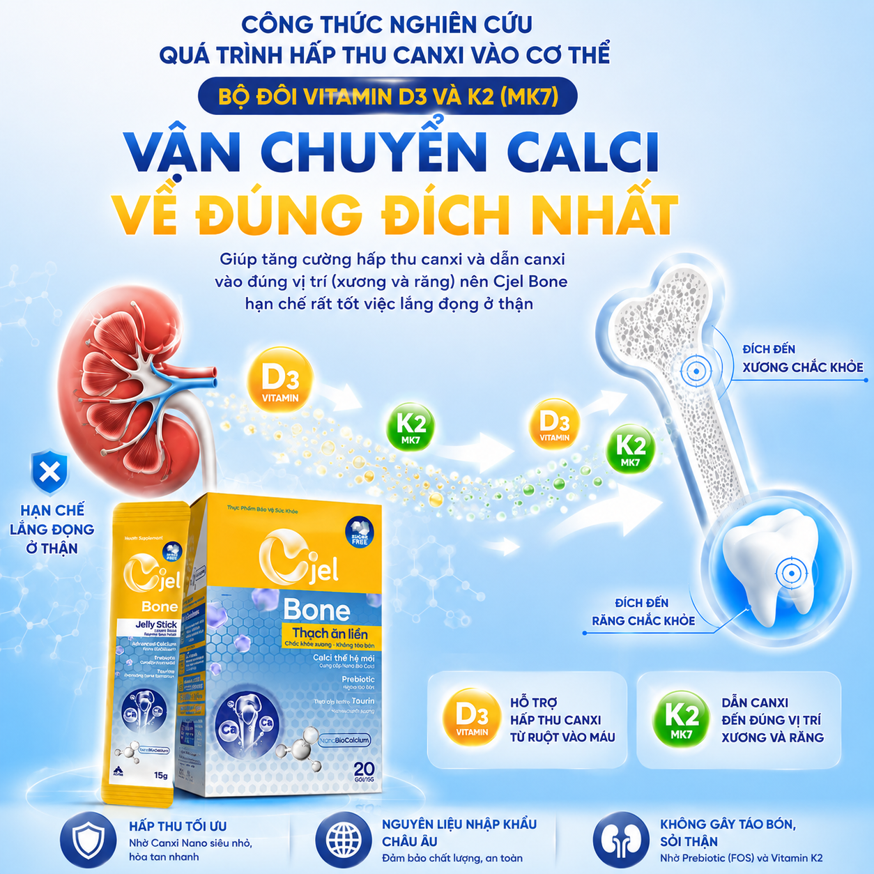 Cơ chế hấp thu canxi của Cjel Bone
